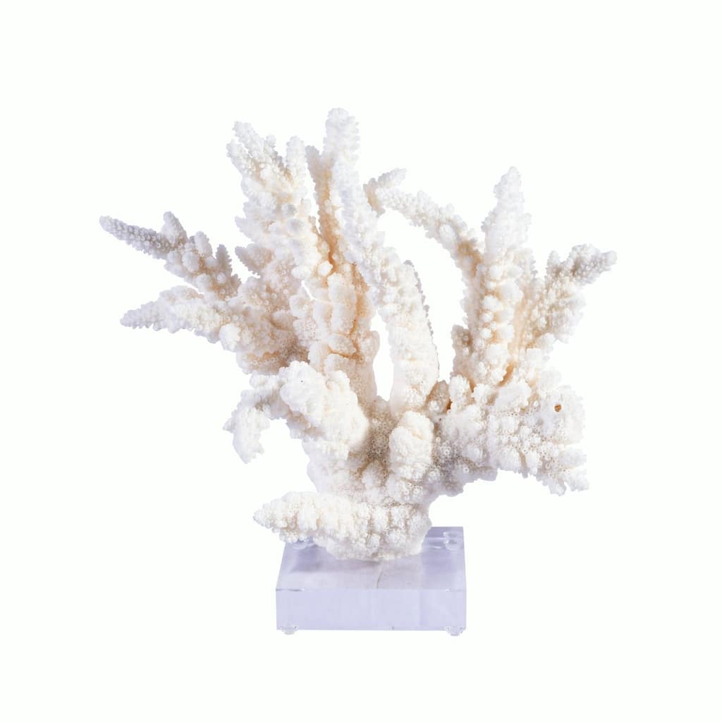 Branch Coral 10-12 Inch On Acrylic Base
