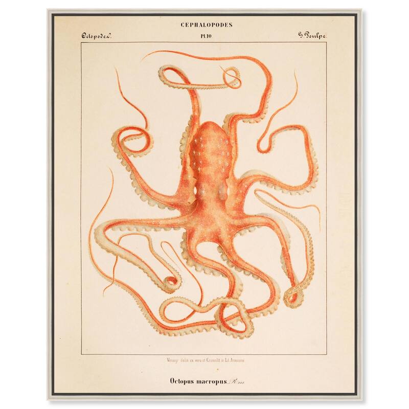 Verany The Octopus 1815 I Canvas by Art Remedy - 24" x 30" - Silver