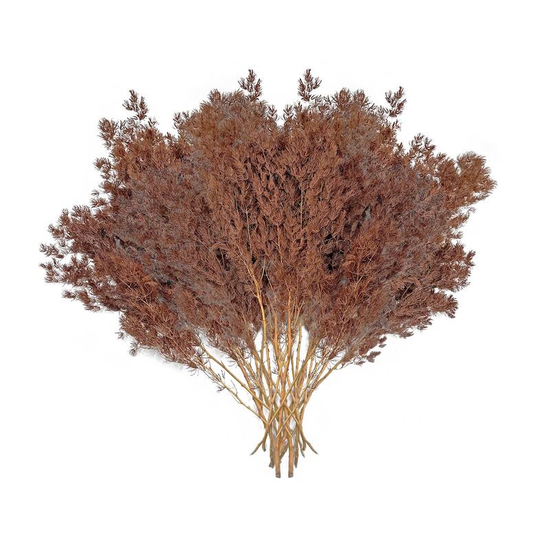 Bundle of 4 Preserved Asparagus Fern,12-20 inches long - 12-20 inch