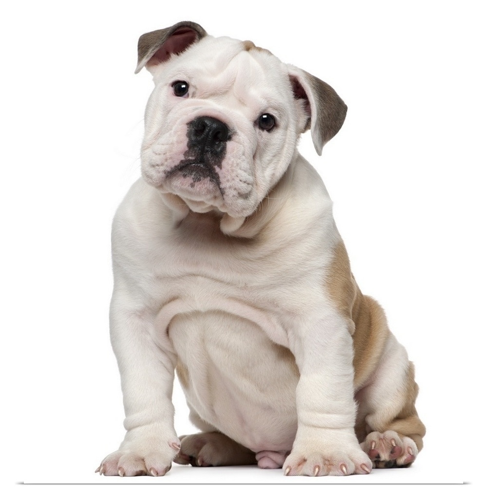 English bulldog puppy (2 months old) Multi Bed Bath Beyond