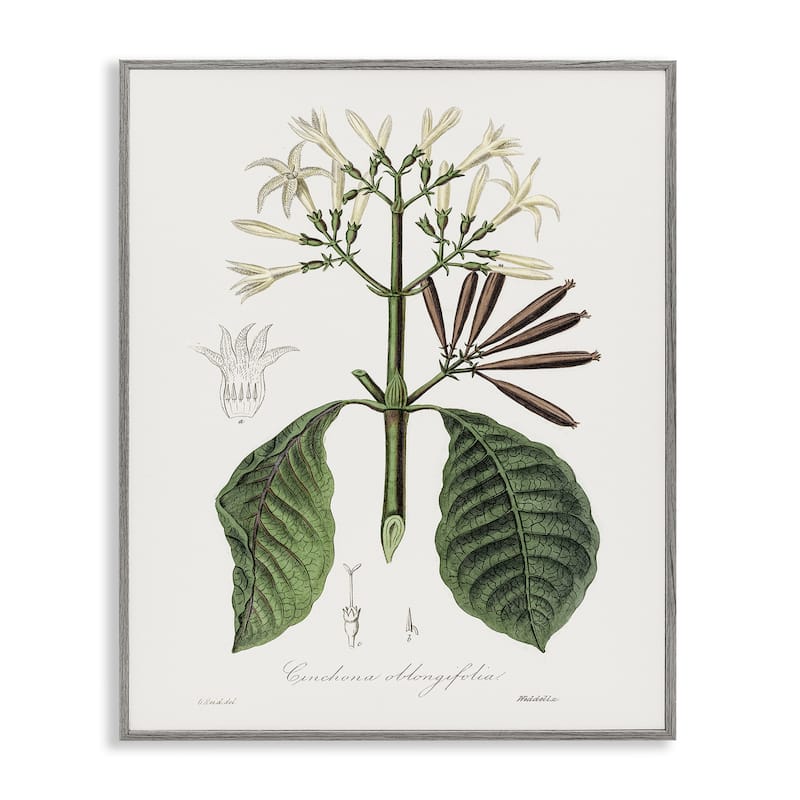 Stupell Vintage Flora Study Framed Giclee Art Design By CAD Designs - 11 x 14 - Grey