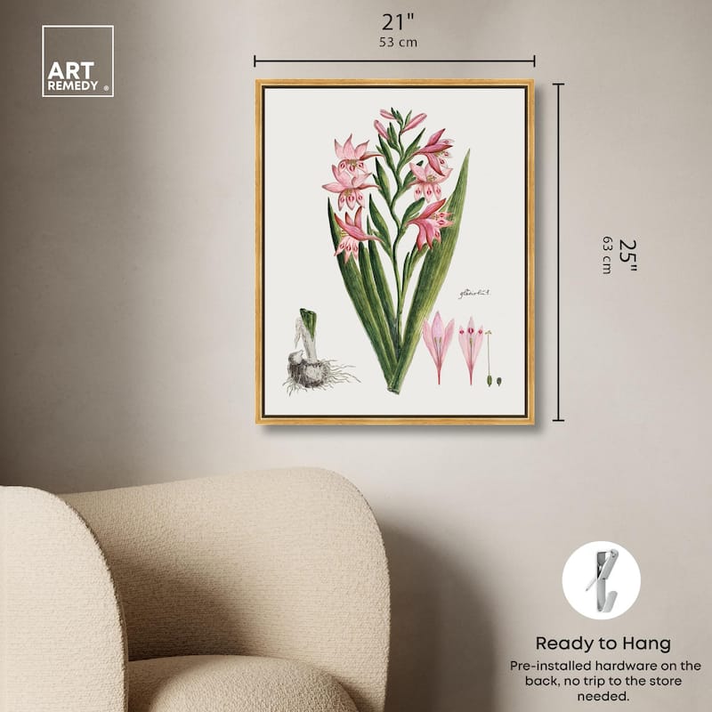 Gladiolus Carneus Canvas by Art Remedy