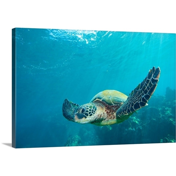Premium Thick Wrap Canvas Enled Green Sea Turtle Multi Premium Thick Wrap Canvas Enled Green Sea Turtle Multi Color