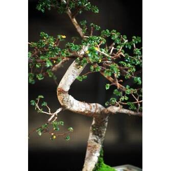 Shop 9greenbox 10 Year Old Chinese Elm Bonsai With 8 Ceramic Vase Overstock 17936184