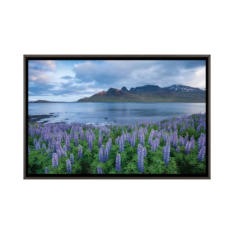 iCanvas "Nootka Lupines I, Stodvarfjordur Fjord, Austurland, Iceland" by Gareth McCormack Framed - Charcoal - 32x48