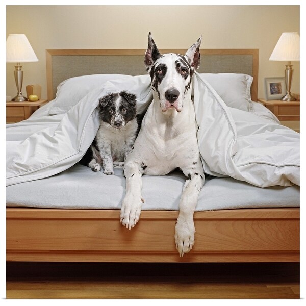 great dane bedding