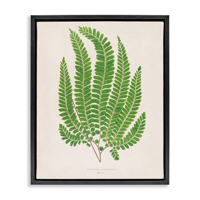 Stupell Cottage Ferns Study Framed Floater Canvas Wall Art Design By Phillipa Katz - 25 x 31 - Black