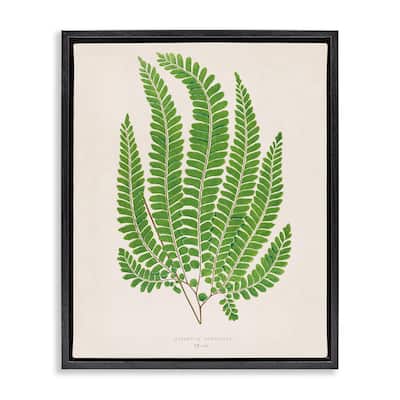 Stupell Cottage Ferns Study Framed Floater Canvas Wall Art Design By Phillipa Katz