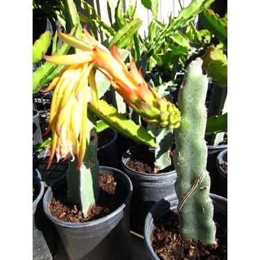 9GreenBox - Dragon Fruit Juicy Sweet Fragrant Flower FRUITING SIZE 9GreenBox - Dragon Fruit Juicy Sweet Fragrant Flower FRUITING SIZE