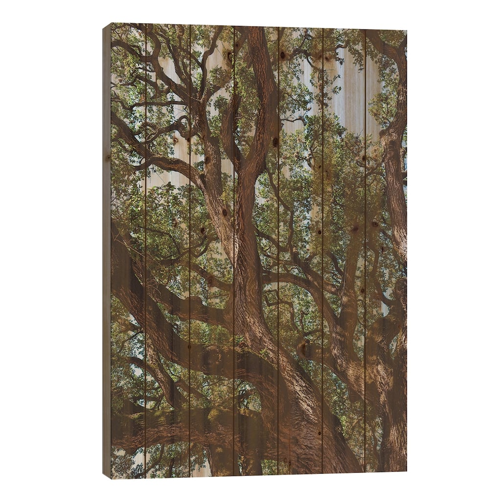Texas Cottonwood Print On Wood by Bethany Young - Multi-Color
