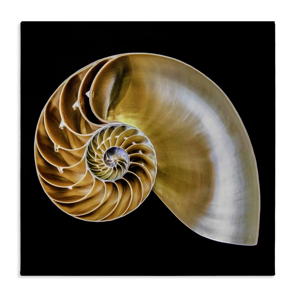 Stupell Tan Nautilus Shell on Black Canvas Wall Art Design By Mary Lou Johnson