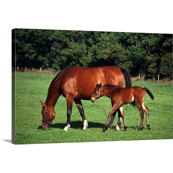 Get Wallpaper Shop Mare With Foal Canvas Wall Art Free Shipping Today For Android Free