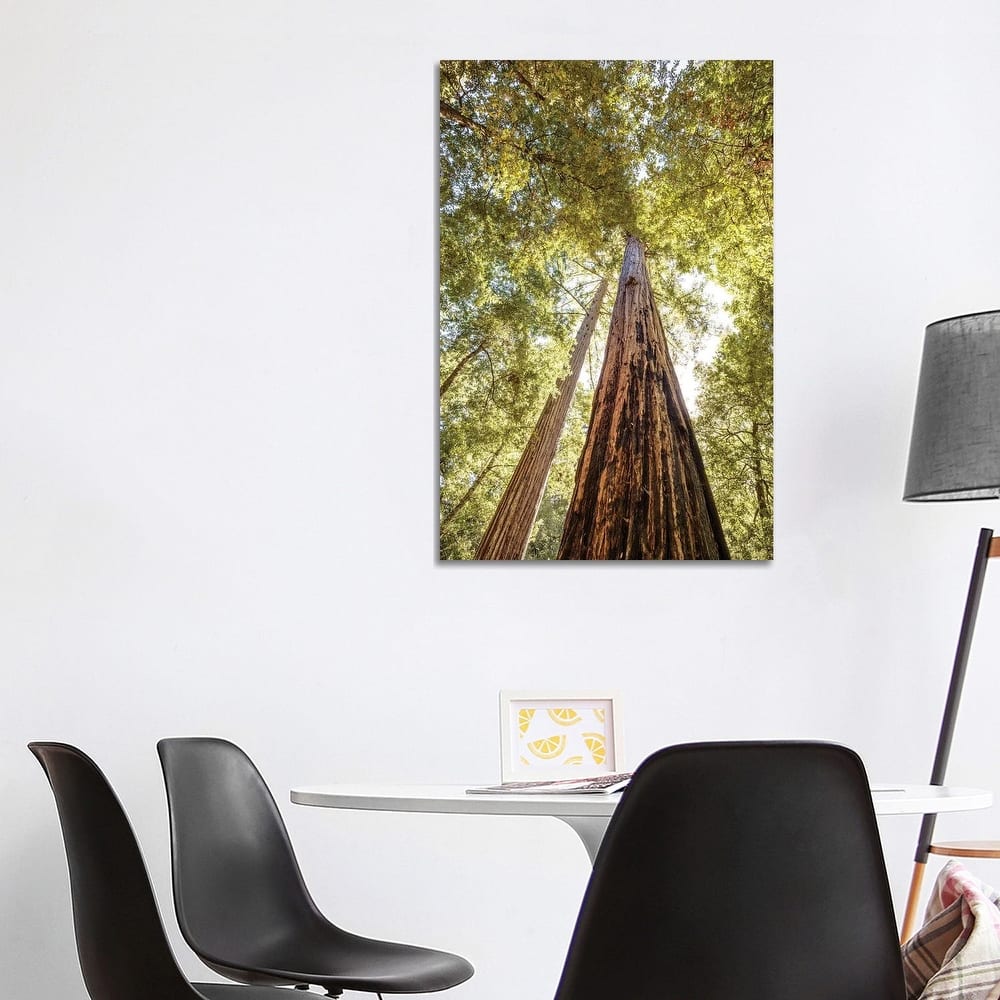 iCanvas "The Tallest Redwoods" by Joseph S. Giacalone Canvas Print