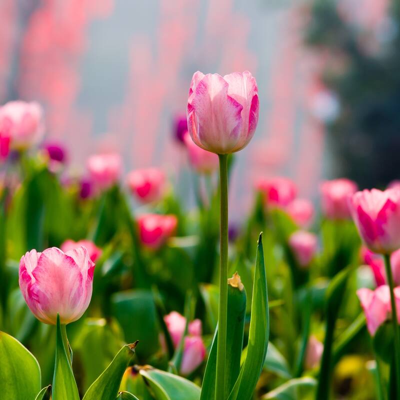 Sweet Showgirl Tulips - Spring Blooming Pink & White Flowers - 18 Bulbs - Attracts Butterflies, Bees & Hummingbirds - 18 Bulbs
