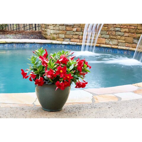 Southern Patio Heritage Outdoor Resin Planter