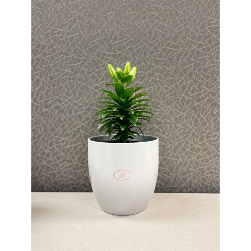 6.3" Ceramic Basel Elegance Indoor Plant Pots - Shiny Light Gray, Shiny Pearl Rose or Gray Beige Metallic