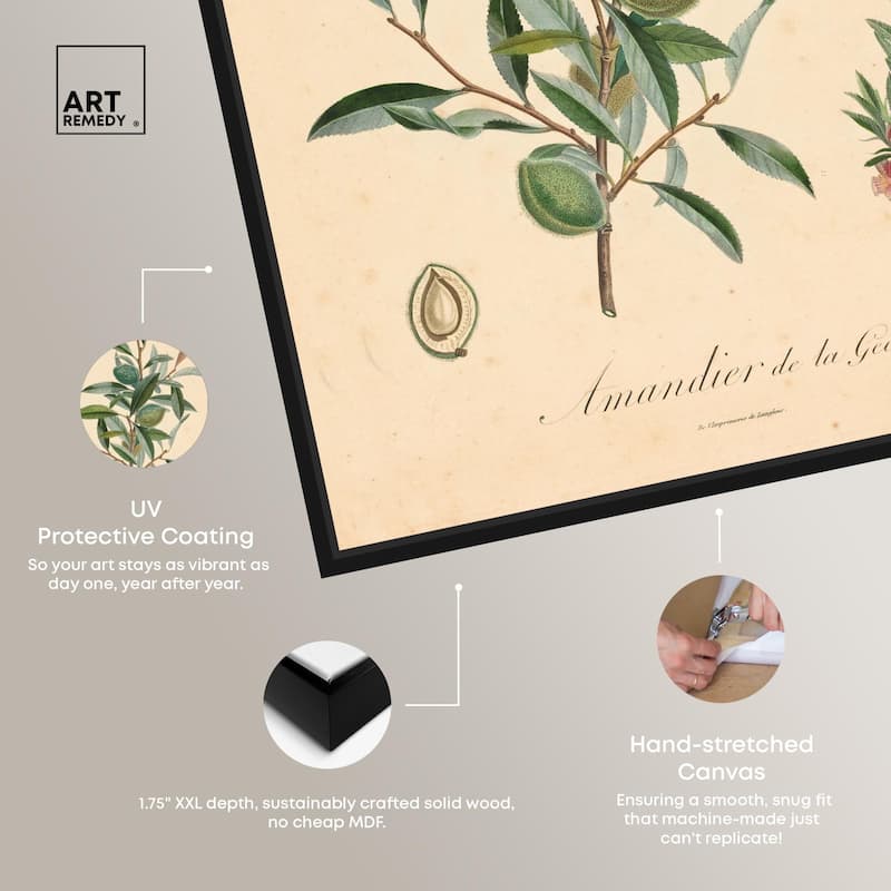 Almond of Georgia I Canvas by Art Remedy