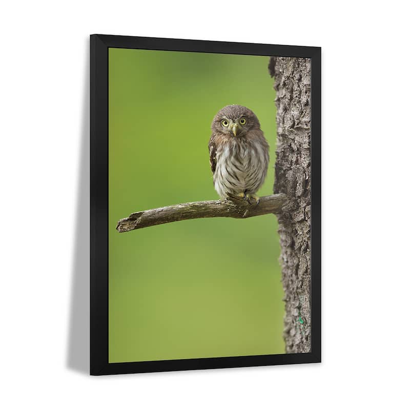 Eurasian Pygmy Owl Premium Framed Poster by Milan Zygmunt