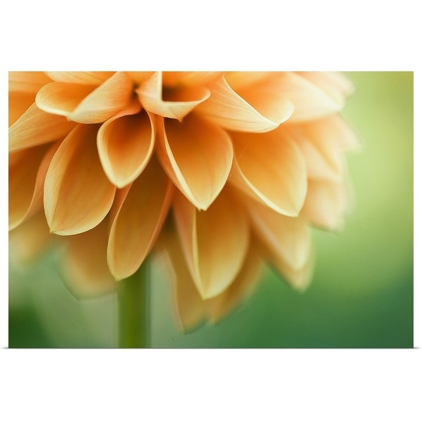 "Closeup of orange Dalia flower petals." Poster Print