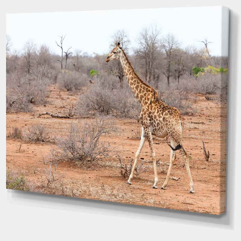 Designart "Giraffe Walking through African Forest" Modern Animal Canvas Wall Artwork Print