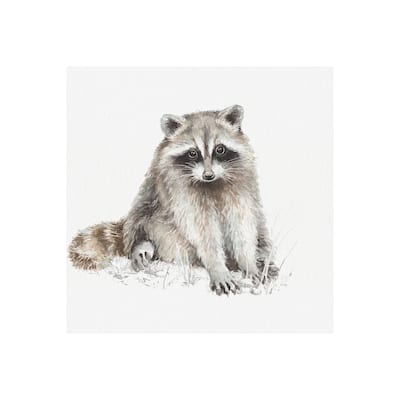 Forest Friends X (Racoon) (30 x 30) Canvas Art Print