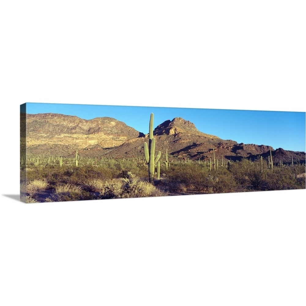 Shop Cactus In A Desert Organ Pipe Cactus National Park Arizona