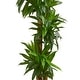 preview thumbnail 3 of 1, 5.5' Cornstalk Dracaena Artificial Plant in Slate Planter (Real Touch) - Green