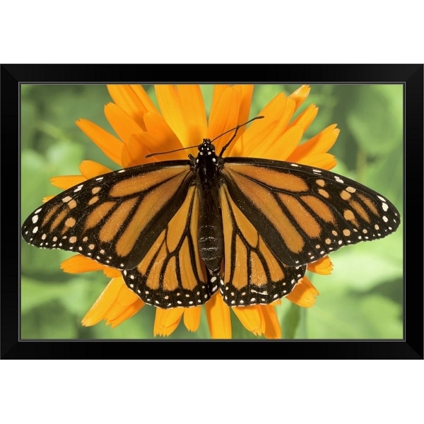 "Monarch butterfly (Danaus plexippus) on pot marigold (Calendula officinalis)." Black Framed Print