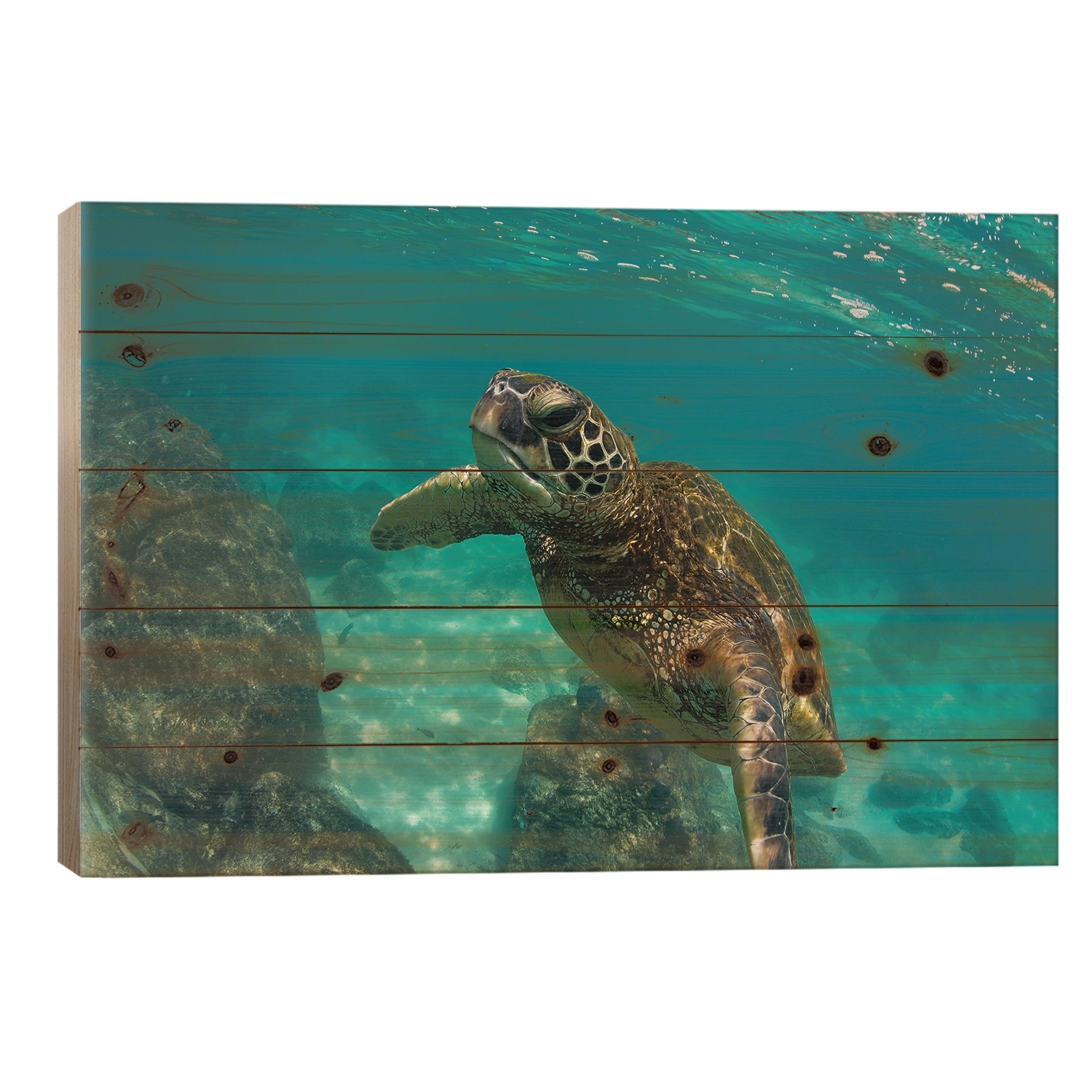 Green Sea Turtle Swimming In The Pacific Ocean, Hawaii, USA Print On Wood by Panoramic Images - Multi-Color