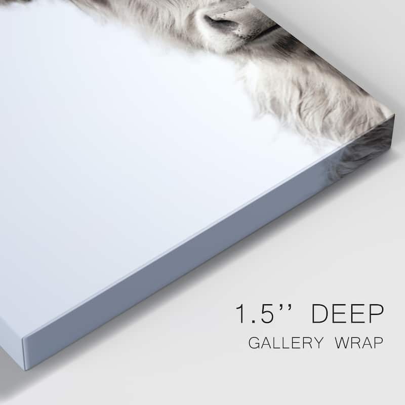 Highland Cattle Premium Gallery Wrapped Canvas - Ready to Hang