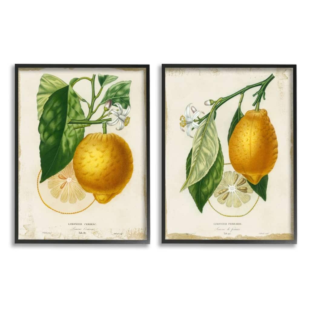 Stupell Floral Lemon Branch with French Script, 2pc Multi Piece Framed Wall Art Set