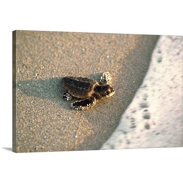 Baby Loggerhead Sea Turtle Canvas Wall Art Overstock 16481162
