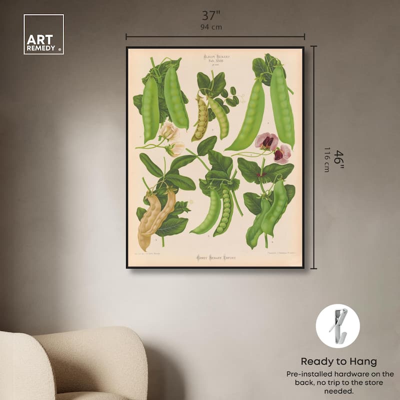 Podded Peas from Benary 1876 Canvas by Art Remedy