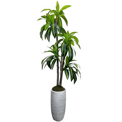 Handmade 6' Artificial Dracaena Tree in Smooth Grey Fiberglass Planter - Cypress & Alabaster - Real, Eco-Friendly Home Décor