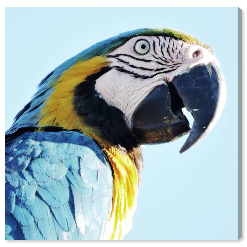 Wynwood Studio Canvas Animals Macaw Blue and Light Blue Tropical Wall Art Canvas Print