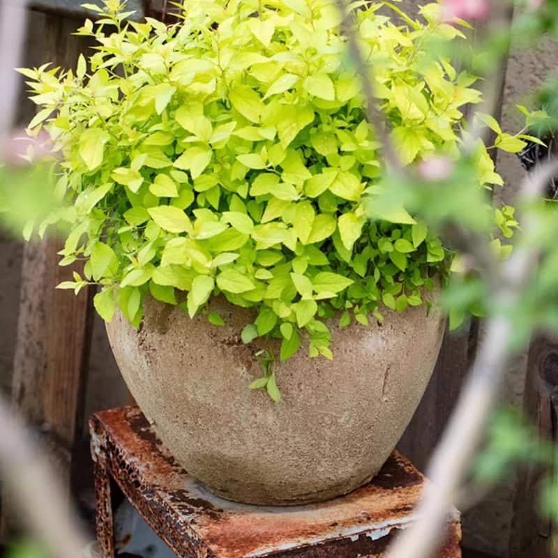 RusticReach Distressed Cement Plant Pot