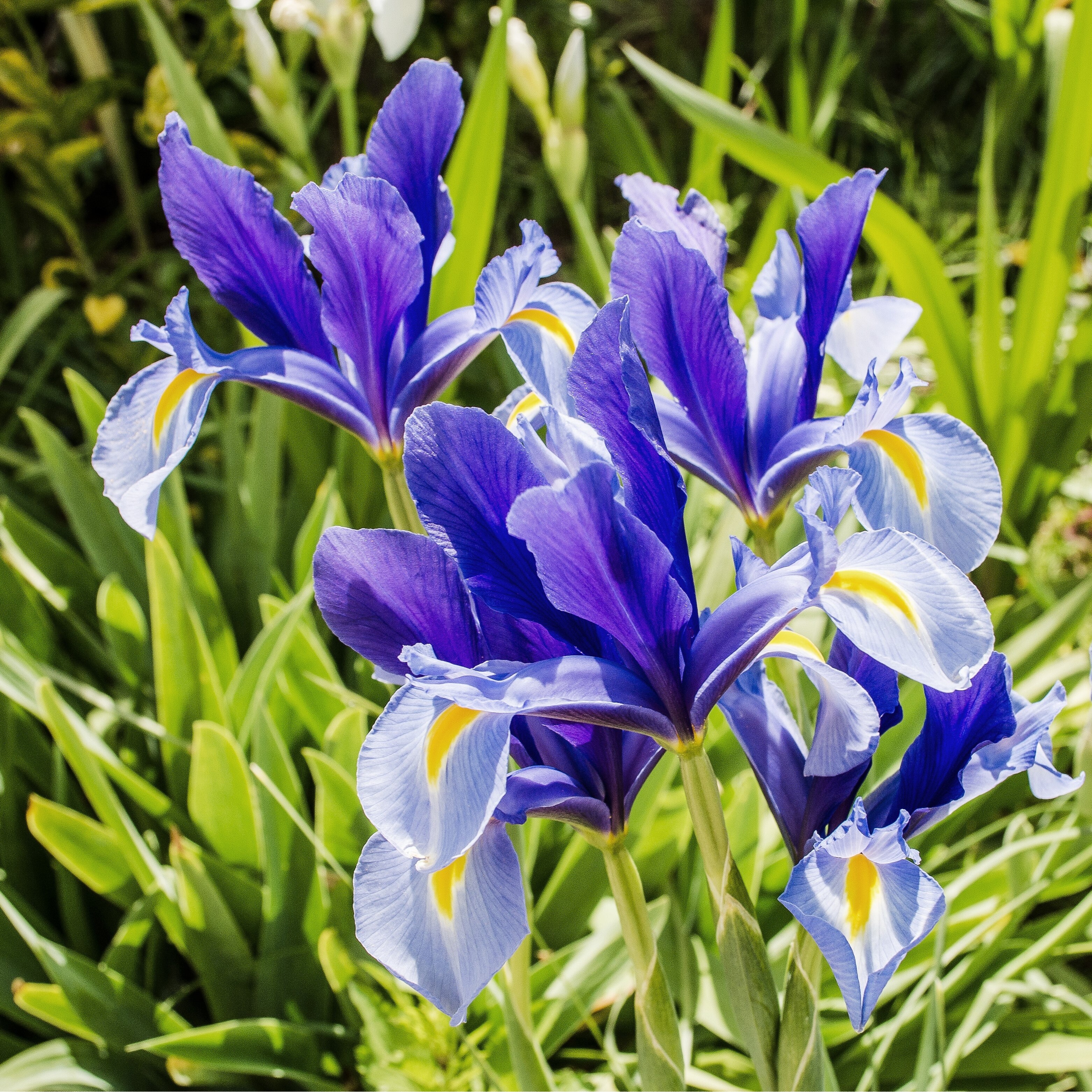 Colorful Mixed Dutch Iris-Blue, Yellow, Purple, White Flowers - 30