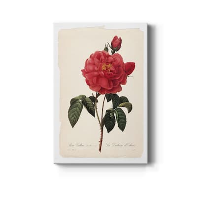 Red Botanical III Premium Gallery Wrapped Canvas - Ready to Hang