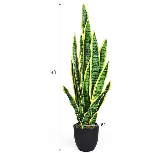 braided money tree Braided Money Tree main image 0