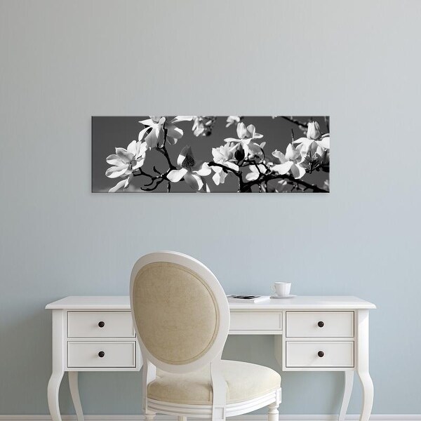 Easy Art Prints Panoramic Images's 'Asian Magnolia Blossoms CA' Premium Canvas Art
