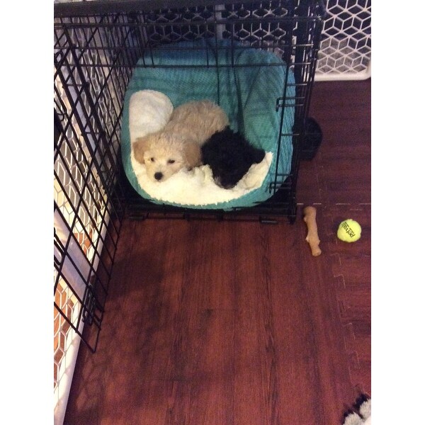 midwest life stages double door folding metal dog crate