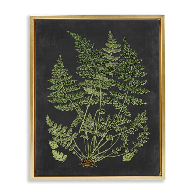Stupell Botanical Drawing Green Black Design Floater Frame