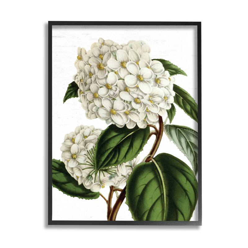 Stupell Begonia Opuliflora Flower Stem Vintage Botanical Study Framed Wall Art, Design by Lettered and Lined - Green - 16 x 20 - Black