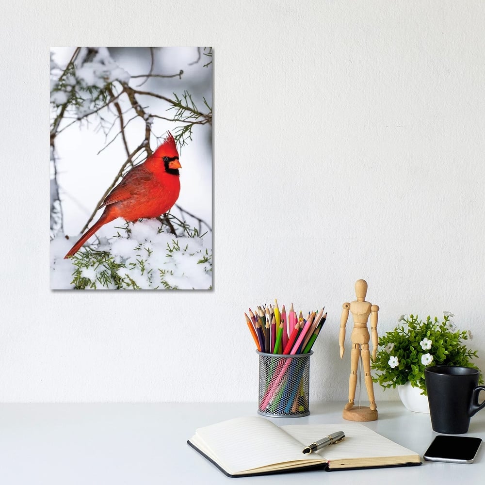 iCanvas "Northern Cardinal Perching On Snowcapped Juniper Tree Branch, Marion County, Illinois" by Panoramic Images Canvas Print