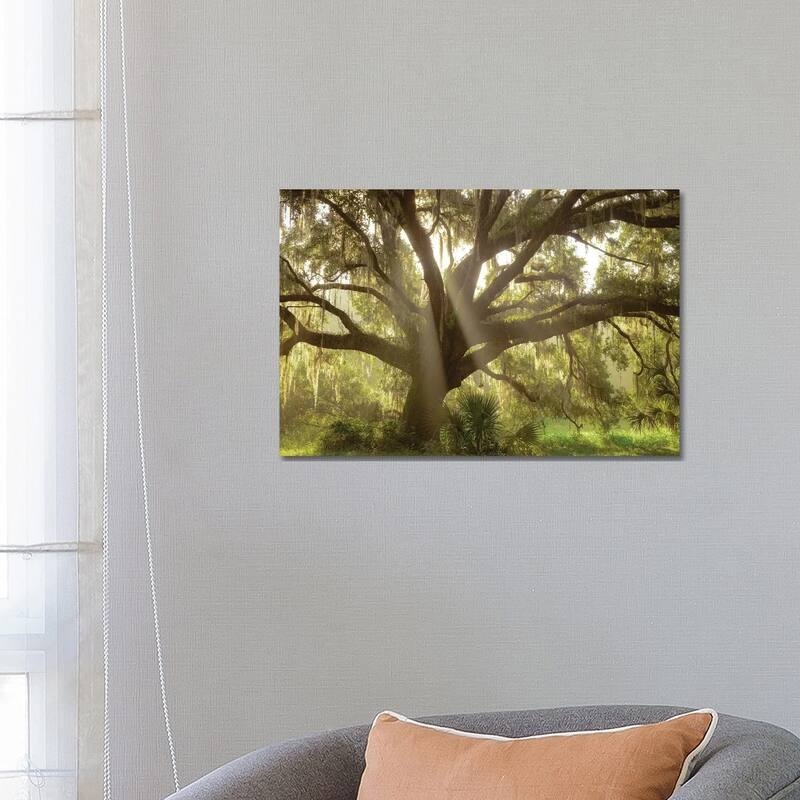 iCanvas "Beautiful Southern Live Oak tree, Flordia" by Maresa Pryor Canvas Print - 18x26x1.5