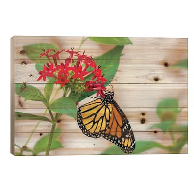 Close-Up Of Monarch Butterfly (Danaus Plexippus) Pollinating Flowers, Florida, USA III Print On Wood by Panoramic Images