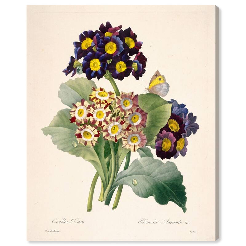 Auricula Varieties Canvas by Art Remedy, Gallery Wrapped - 36" x 45"