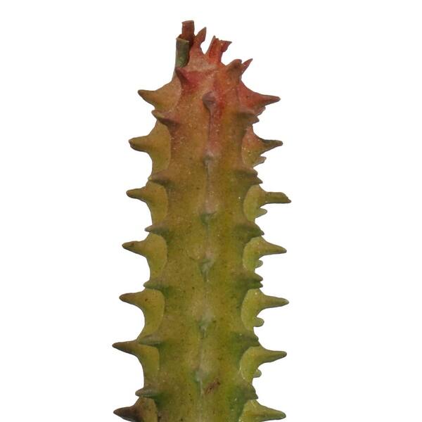 Shop Aquarium Fish Tank Artificial Landscape Cactus Plant