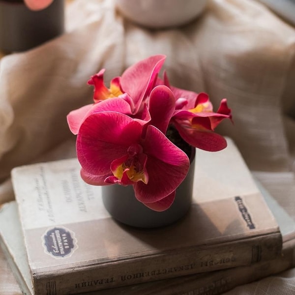 RusticReach Mini Real Touch Potted Orchid in Velvet Red
