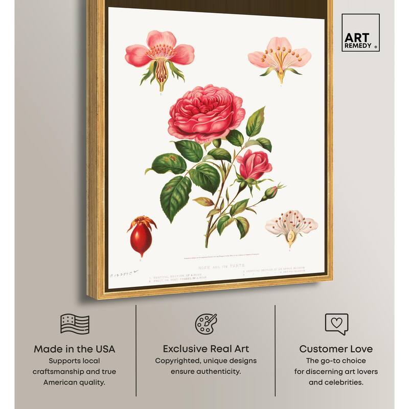 Rose and its parts (1872) Canvas by Art Remedy